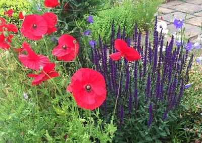 פאזל של Poppies against purple