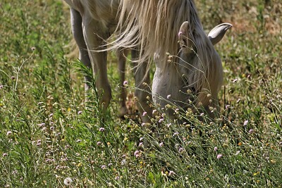 cheval pré