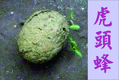 虎頭蜂