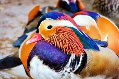 Mandarin Duck