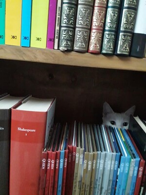 פאזל של Mi gatita Luna leyendo