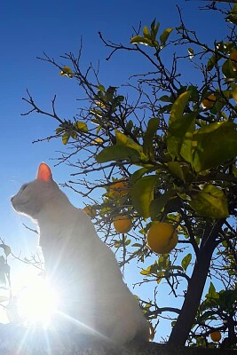 Mi gatita Luna con sol y limones