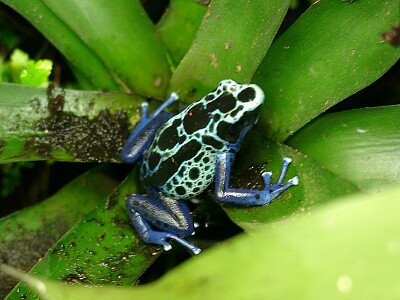 Dyeing dart frog