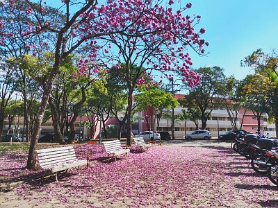 ufmg