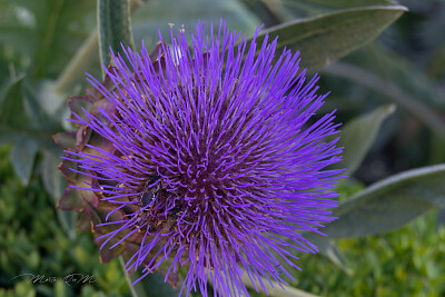 flor morada