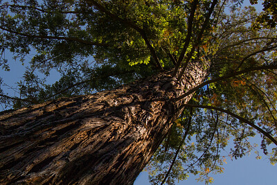 árbol