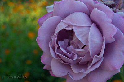 פאזל של rosa malva