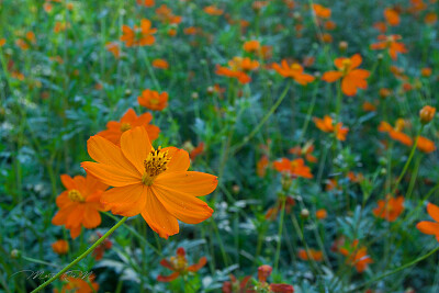 פאזל של flores del campo