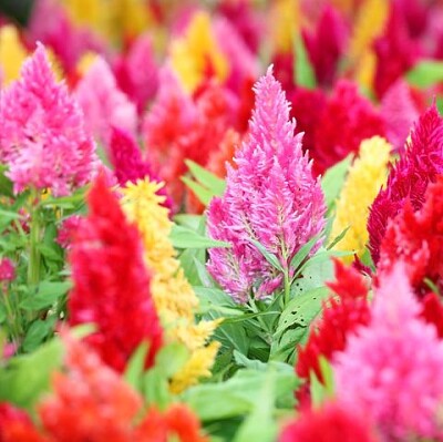 פאזל של colorful flowers