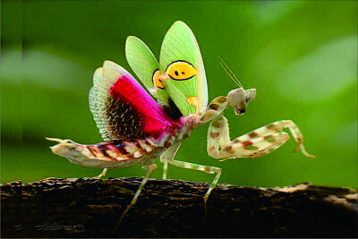 פאזל של 螳螂