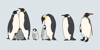 פאזל של Familia de Pingüinos