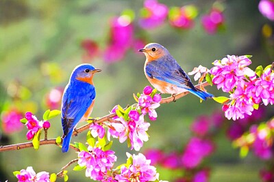pájaros en rama en flor