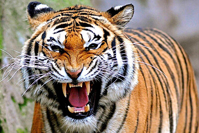 harimau