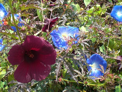 Malva Rosa jigsaw puzzle