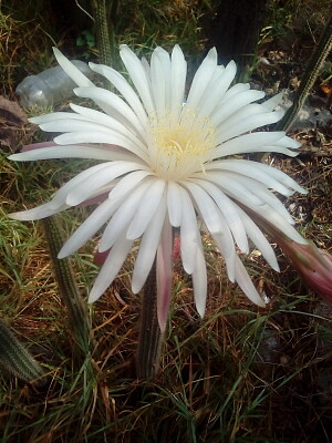 flor de cactus