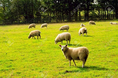 פאזל של ovejas