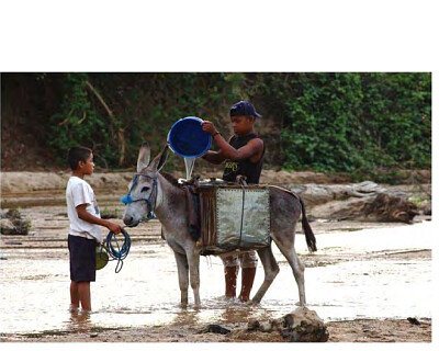 burro jigsaw puzzle