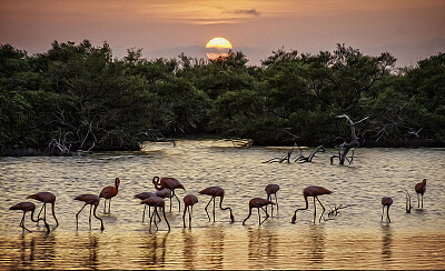 Sunset with Flamingos