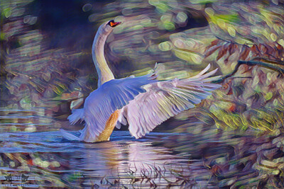 Painterly swan