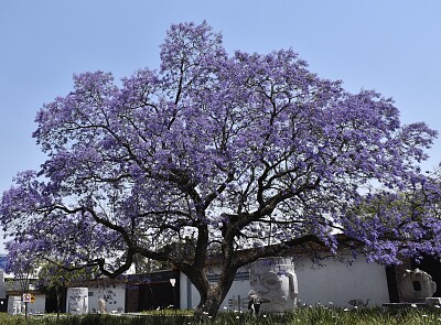 Jacaranda en Chapultepec