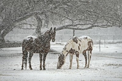 Foto jigsaw puzzle