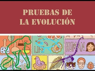 PRUEBAS DE LA EVOLUCIÓN