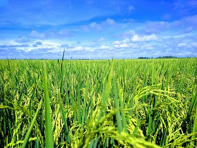 Granja de Arroz jigsaw puzzle