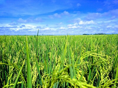 Granja de Arroz