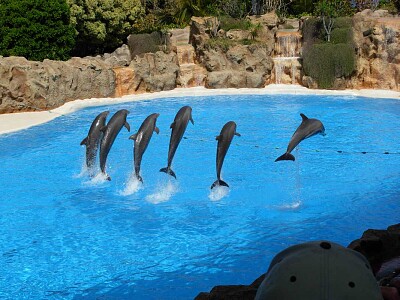 פאזל של Loro parque