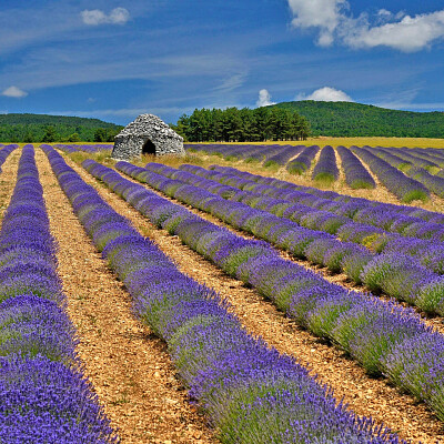 Champ  de lavande jigsaw puzzle