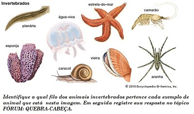 פאזל של Animais invertebrados 7º ano