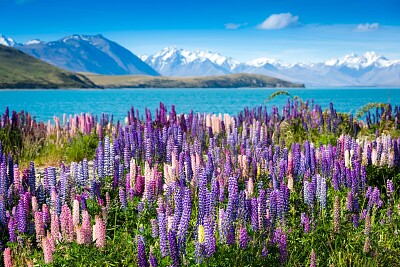 Lupine in New Zealand jigsaw puzzle