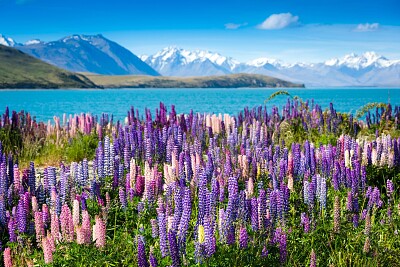 פאזל של Lupine in New Zealand