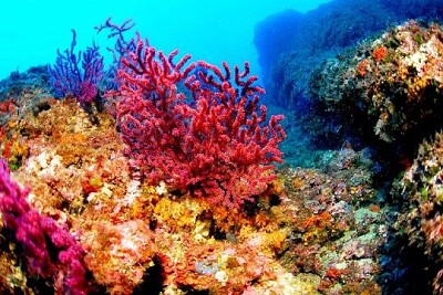 arrecife