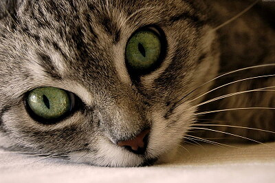 lindo gato con ojos verdes jigsaw puzzle