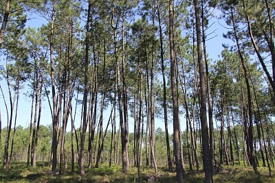 Forêt landaise