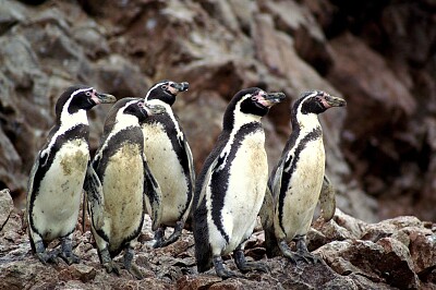 Pinguinos de Humboldt