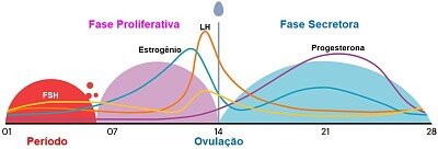 פאזל של Fases do Ciclo Menstrual