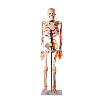 פאזל של Esqueleto humano