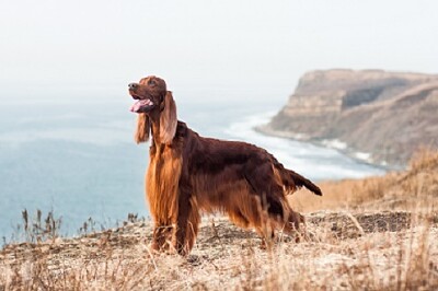 Afghan Hound