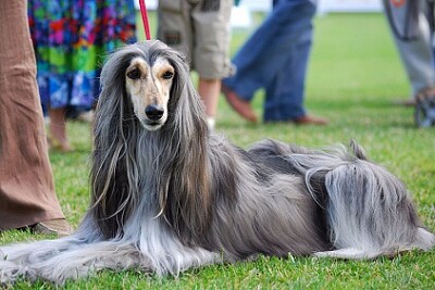 Afghan Hound