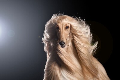 פאזל של Afghan Hound