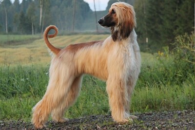 Afghan Hound jigsaw puzzle