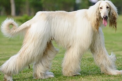 פאזל של Afghan Hound