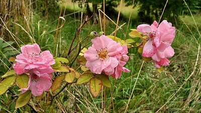 פאזל של Pink roses