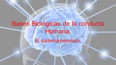 sistema nervioso