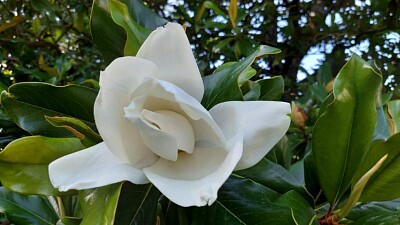 Magnolia for ever... jigsaw puzzle