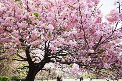 Sakura jigsaw puzzle