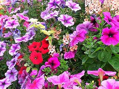 Mainly Petunias