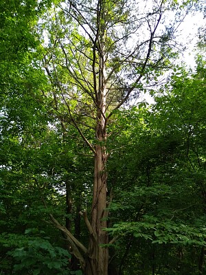 Vines on a tree